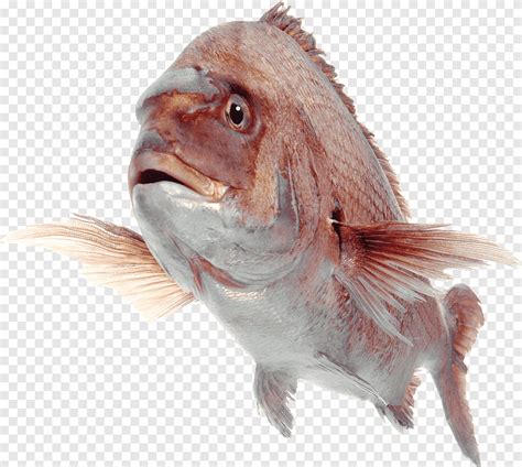 물고기 Png